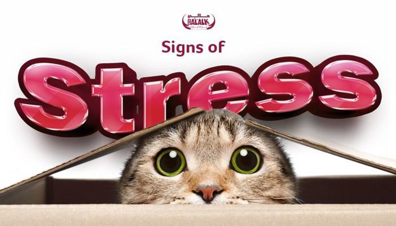 Recognizing Signs of Stress in Cats: What Every Cat Owner Should Know